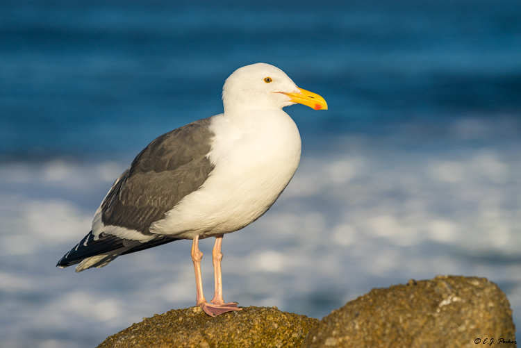 Western Gull, Asilomar, CA