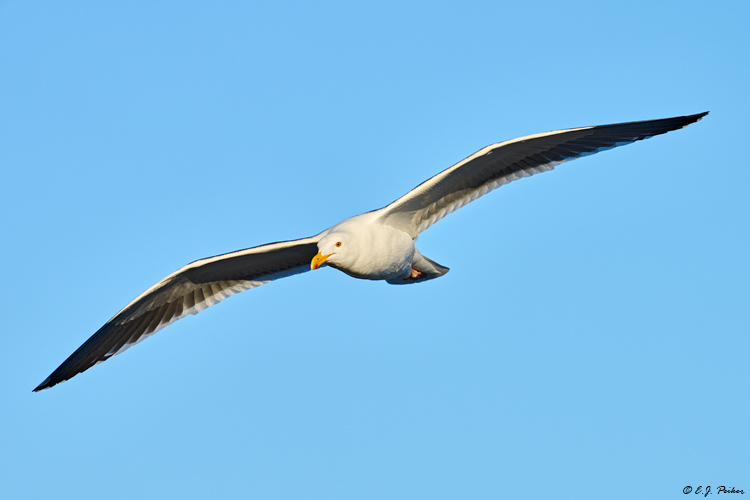 Western Gull, La Jolla, CA