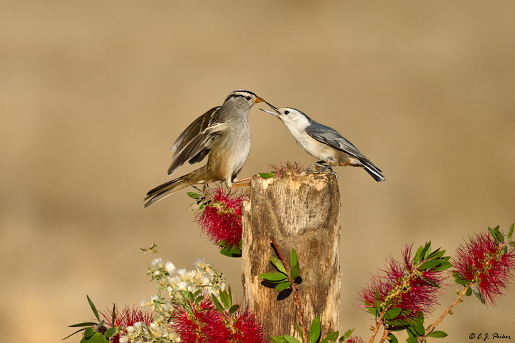 Whitecrowned Sparrow, Santa Ynez, CA