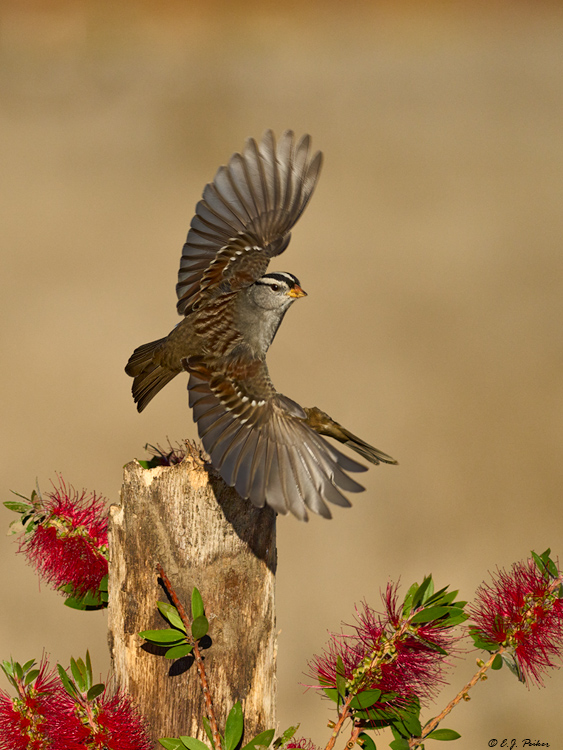 White-crowned Sparrow, Santa Ynez, CA