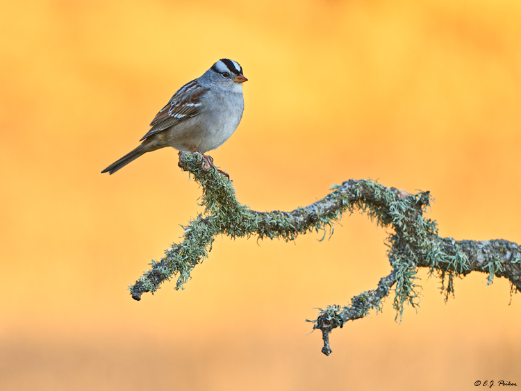 White-crowned Sparrow, Santa Ynez, CA