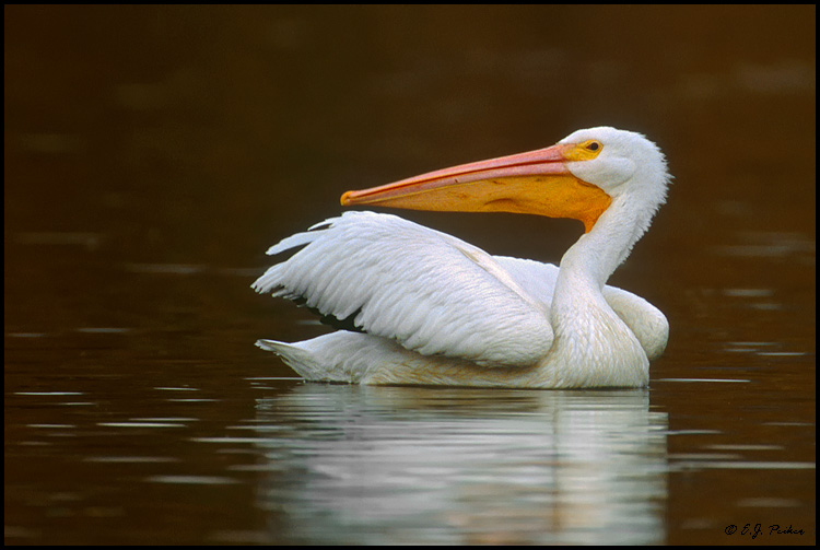 White Pelican, Santee, CA