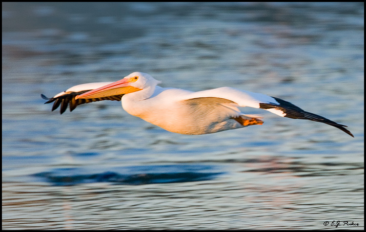 White Pelican, Huntington Beach, CA