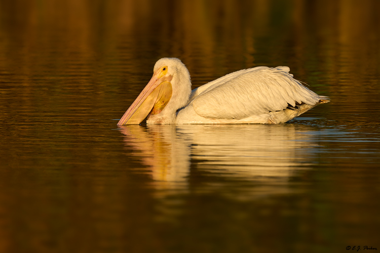 White Pelican, Santee, CA