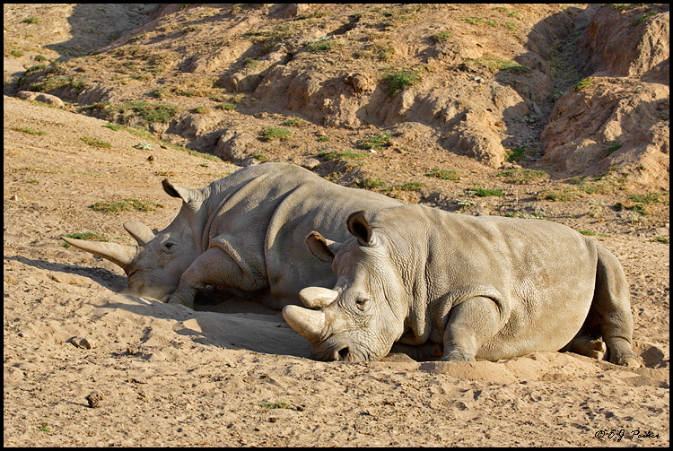White Rhinoceros (c), Escondido, CA