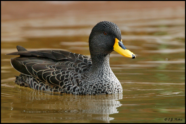 Yellow-billed Duck, San Diego, CA