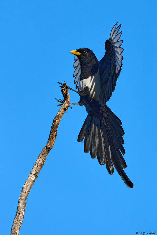Yellow-billed Magpie, Santa Ynez, CA