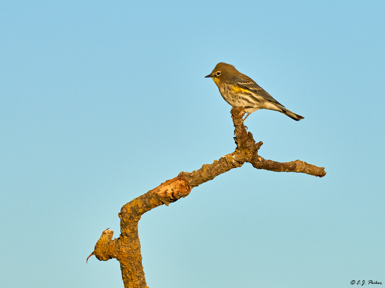 Yellow-rumped Warbler, Santa Ynez, CA