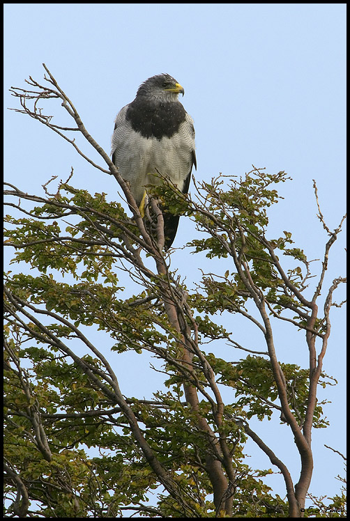 Black-chested Buzzard-eagle, Torres del Paine, Chile