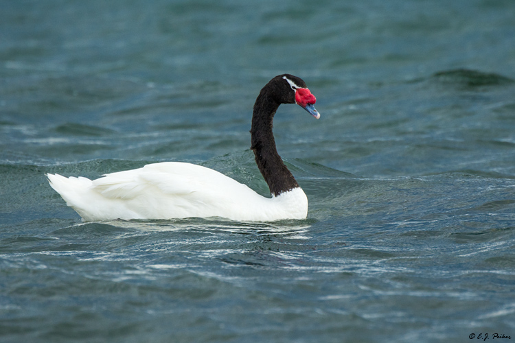 Black-necked Swan, Puerto Natales, Chile