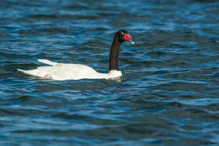 Black-necked Swan, Puerto Natales, Chile