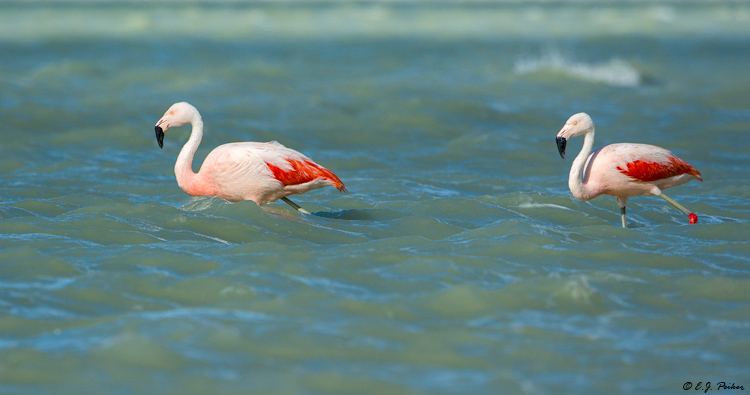 Chilean Flamingo, Chile