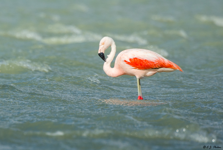 Chilean Flamingo, Chile