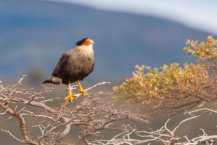 Crested Caracara, Torres del Paine, Chile