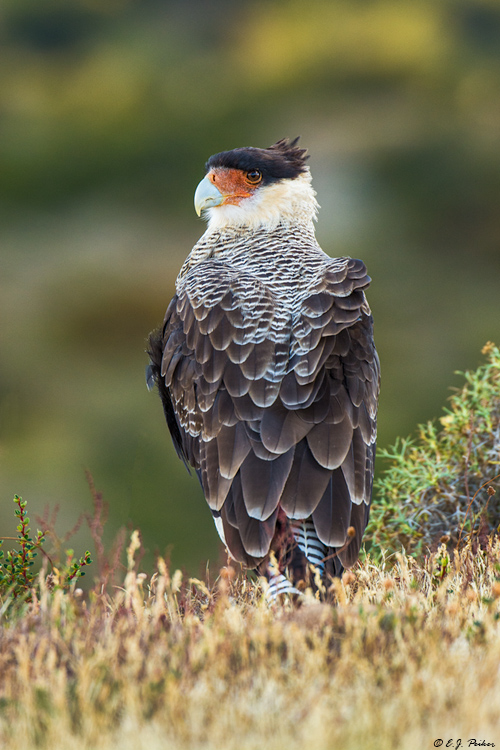 Crested Caracara, Torres del Paine, Chile