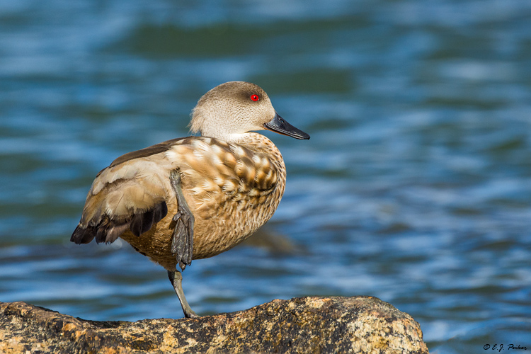 Crested Duck, Puerto Natales, Chile