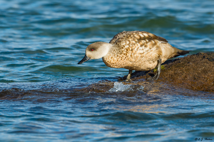 Crested Duck, Puerto Natales, Chile