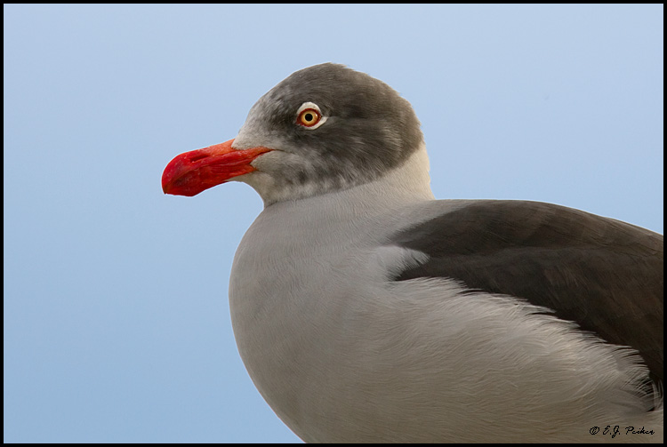 Dolphin Gull, Puerto Natales, Chile