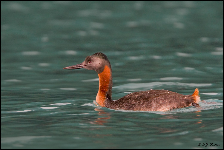Great Grebe, Torres del Paine, Chile
