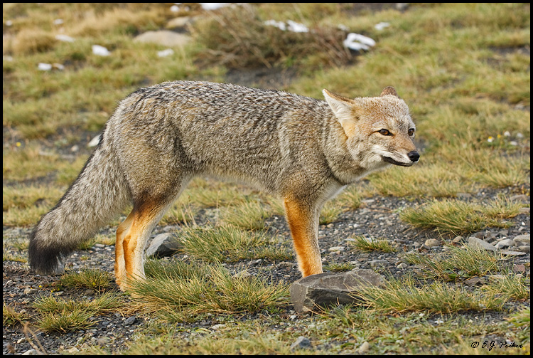 Patagonian Gray Fox, Torres del Paine