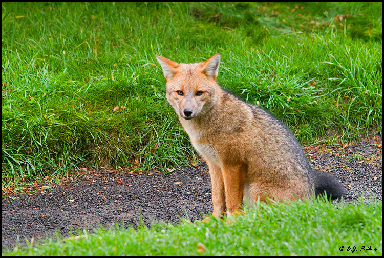 Patagonian Red Fox, Torres del Paine