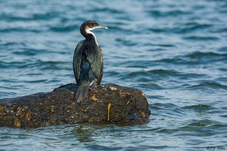 Rock Cormorant (Shag), Chile