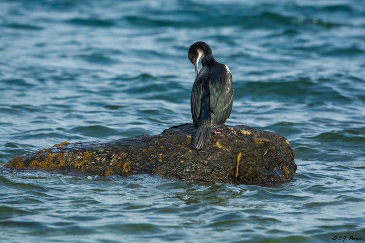 Rock Cormorant (Shag), Chile