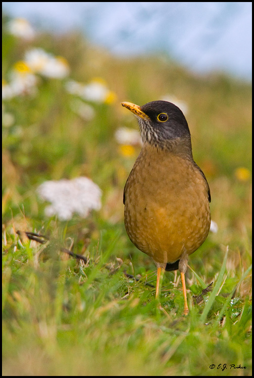 Rufous-bellied Thrush, Torres del Paine, Chile