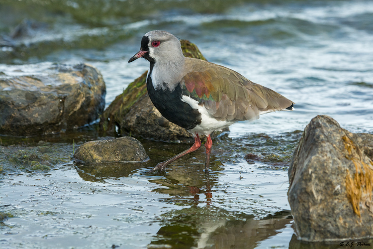 Southern Lapwing, Puerto Natales, Chile