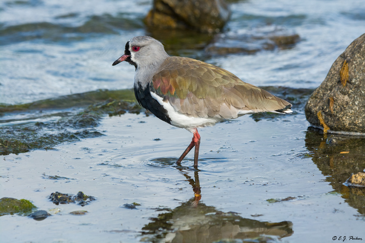 Southern Lapwing, Puerto Natales, Chile