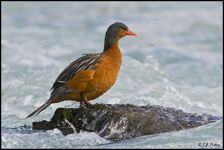 Torrent Duck, Torres del Paine, Chile