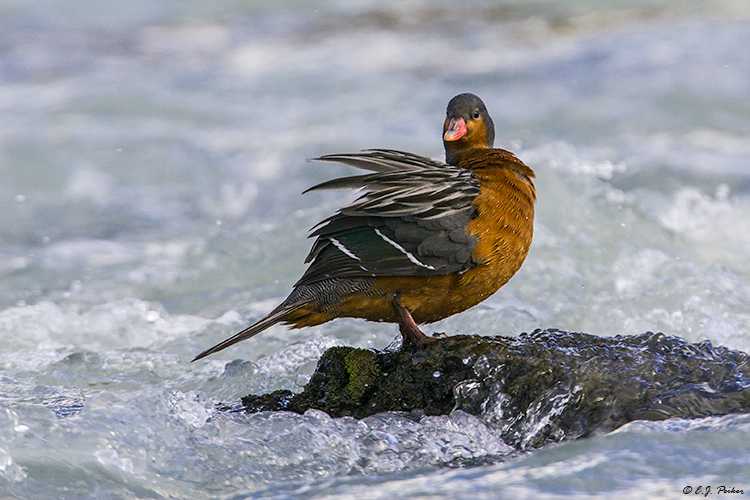 Torrent Duck, Torres del Paine, Chile