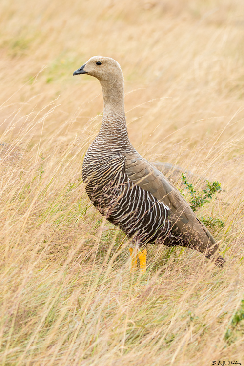 Upland Goose, Torres del Paine, Chile