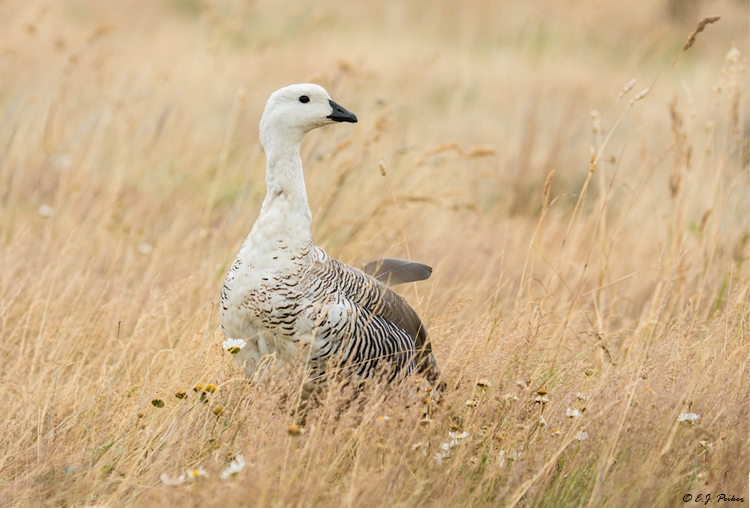 Upland Goose, Torres del Paine, Chile