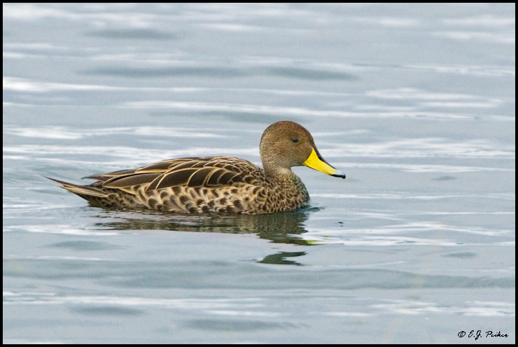 Yellow-billed Pintail, Torres del Paine, Chile