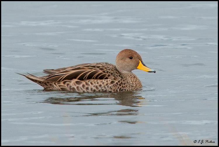 Yellow-billed Pintail, Torres del Paine, Chile