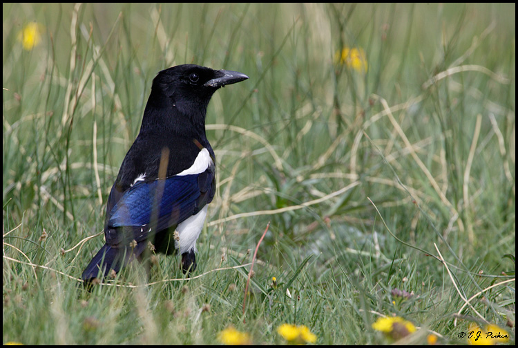 Black-billed Magpie, Rocky Mountain NP, CO
