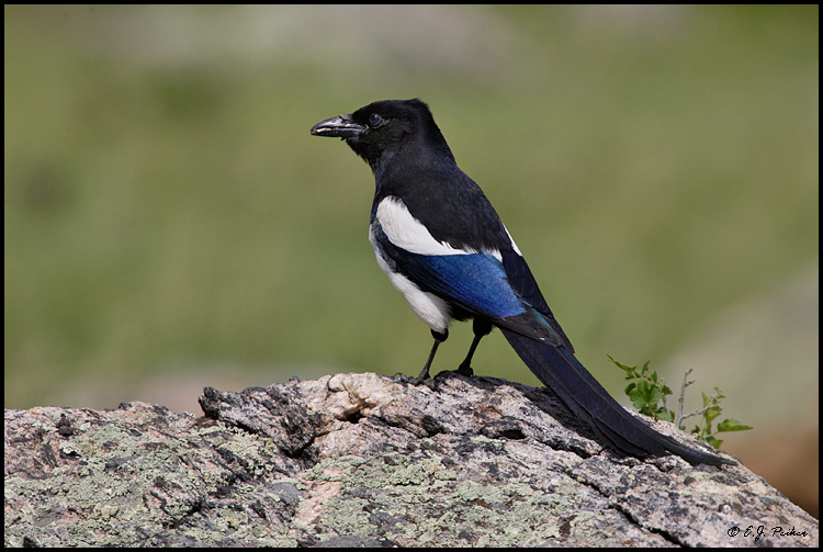 Black-billed Magpie, Rocky Mountain NP, CO