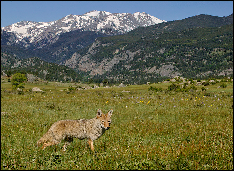 Coyote, Rocky Mountain NP, CO