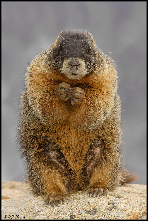 Yellow-bellied Marmot, Rocky Mountain NP, CO