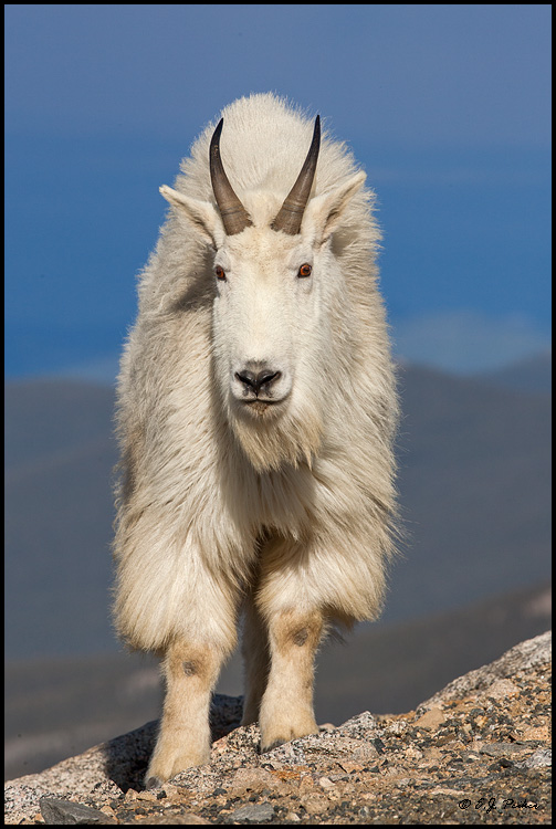 Mountain Goat, Mount Evans, CO