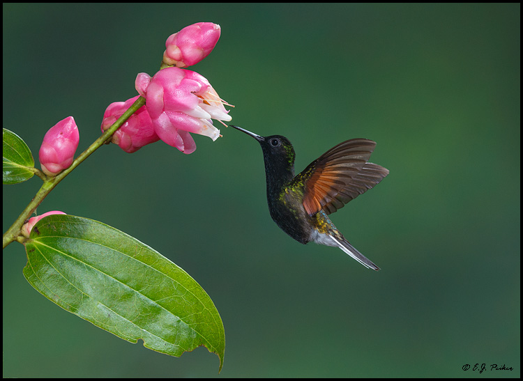 Black-bellied Hummingbird, Costa Rica