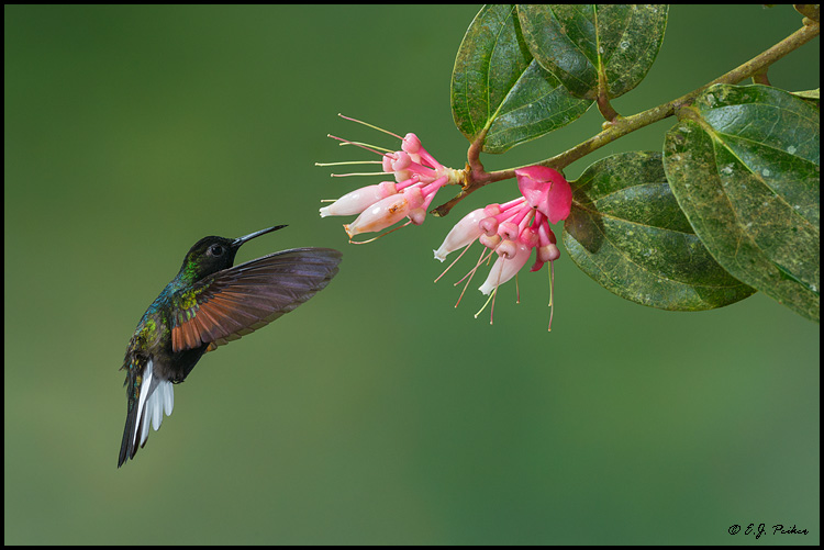 Black-bellied Hummingbird, Costa Rica