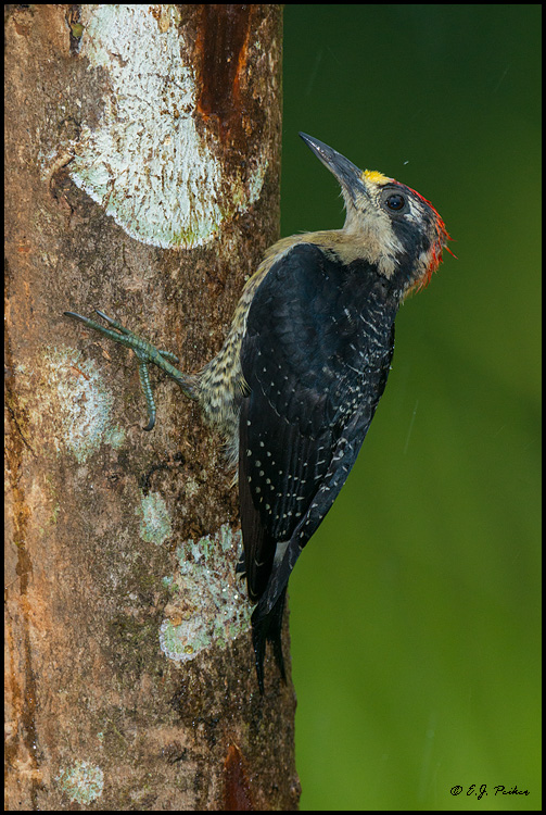 Black-cheeked Woodpecker, Costa Rica