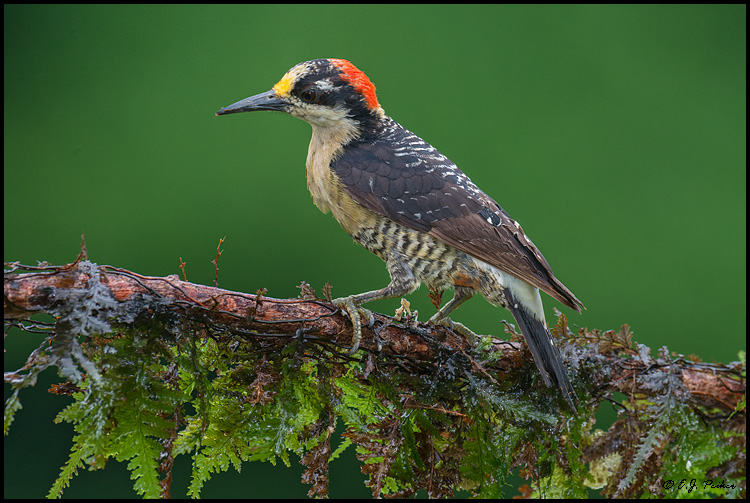 Black-cheeked Woodpecker, Costa Rica