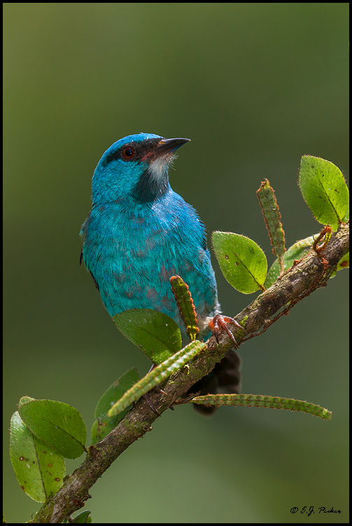 Blue Dacnis, Costa Rica