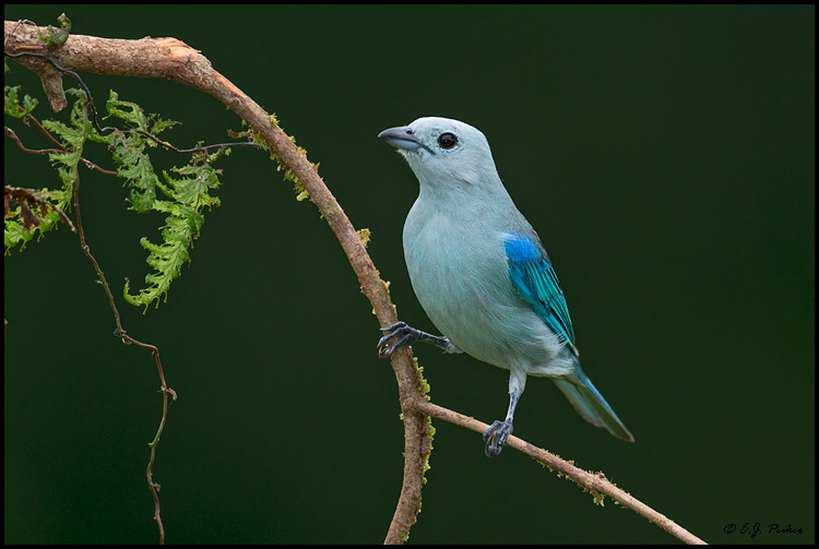 Blue-gray Tanager, Costa Rica