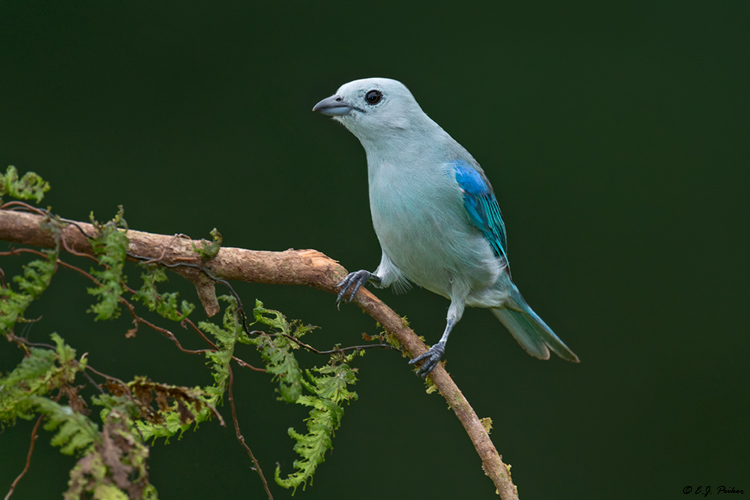 Blue-gray Tanager, Costa Rica