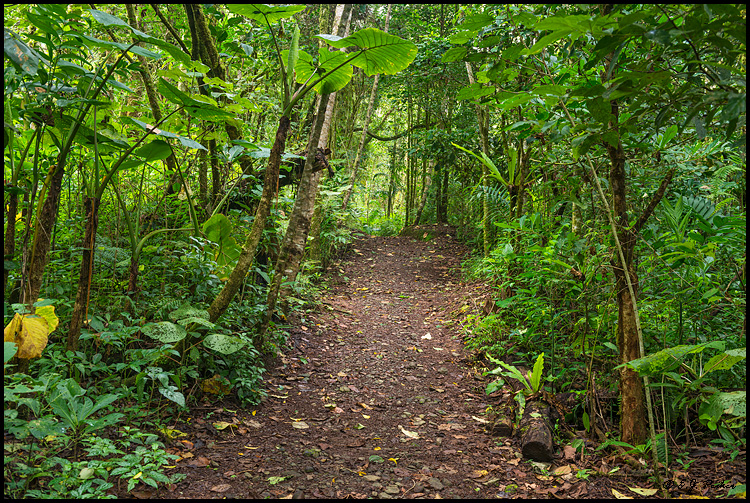 Bosque de Paz, Costa Rica