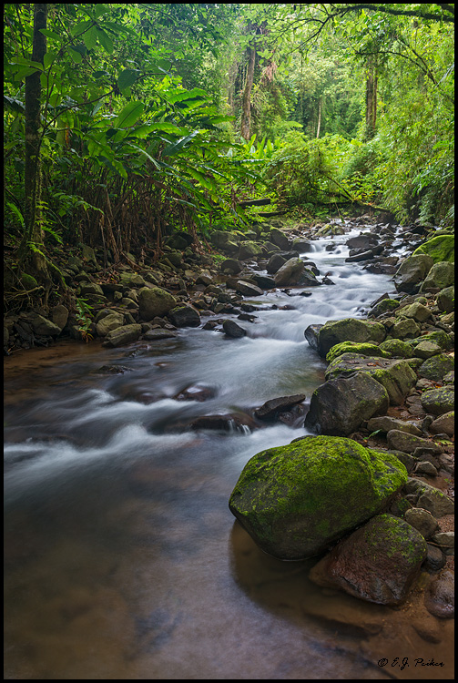 Bosque de Paz, Costa Rica